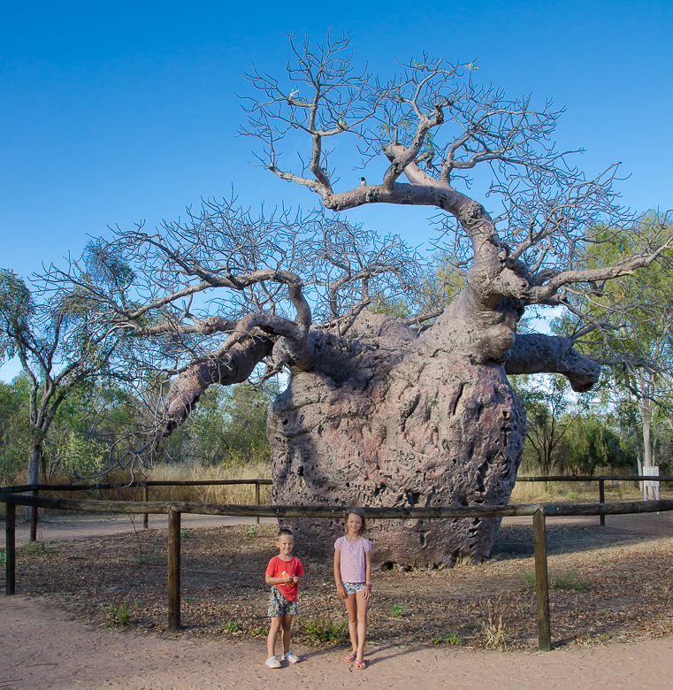 austrliaderbyprisonboabtree.jpg