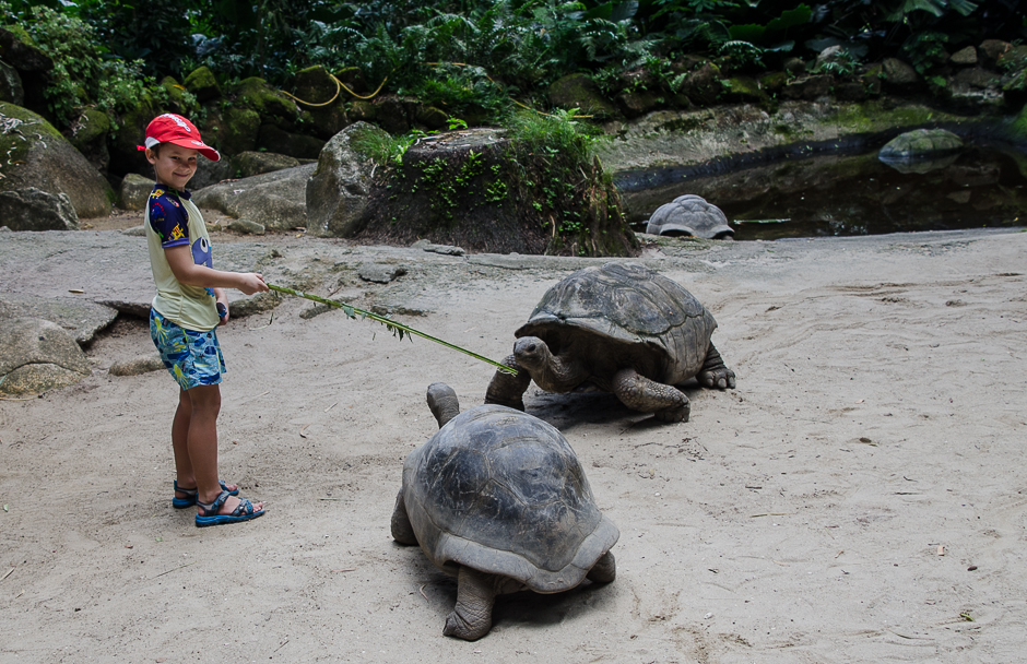 seychellesfeeding.jpg