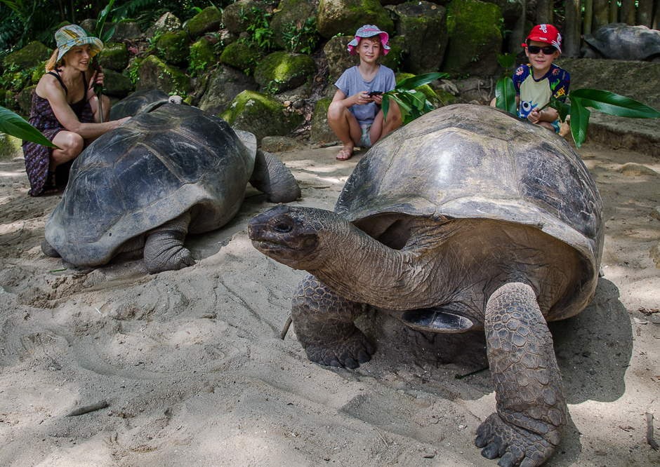 seychellesturtles.jpg