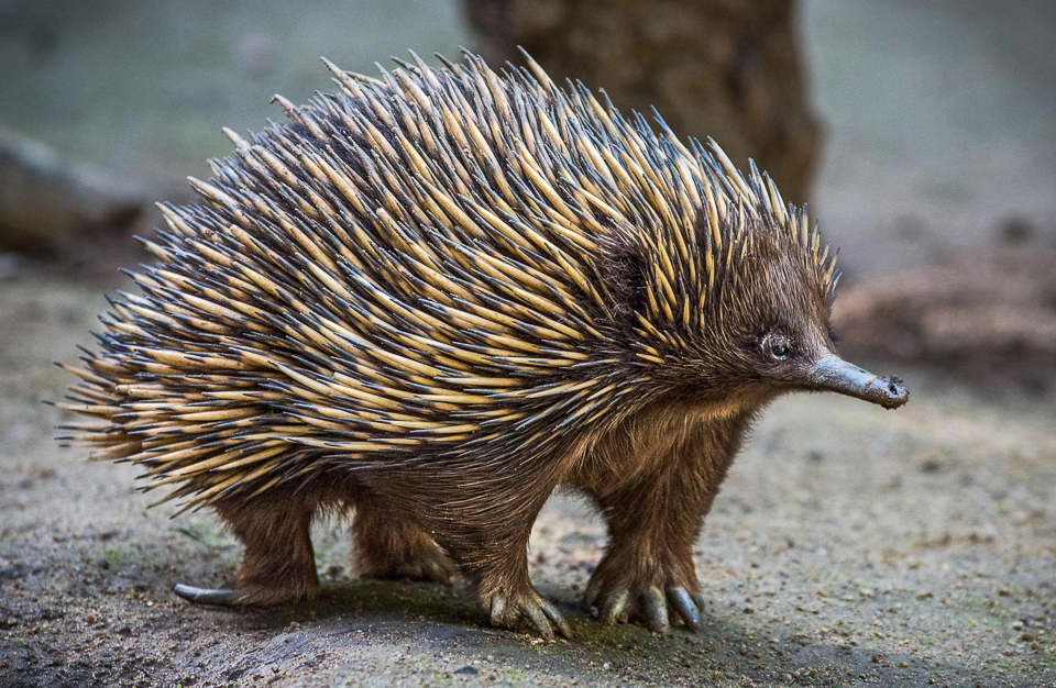 australianreptileparkechidma.jpg