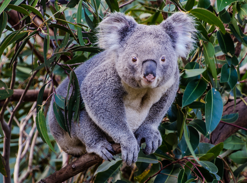 australianreptileparkkoala.jpg