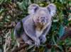 australianreptileparkkoala_small.jpg