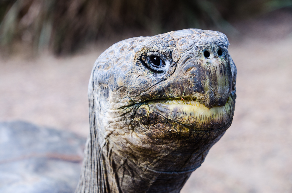 australianreptileparkturtle.jpg