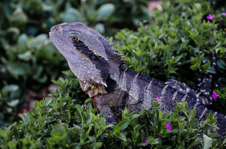 brisbanelizard.jpg