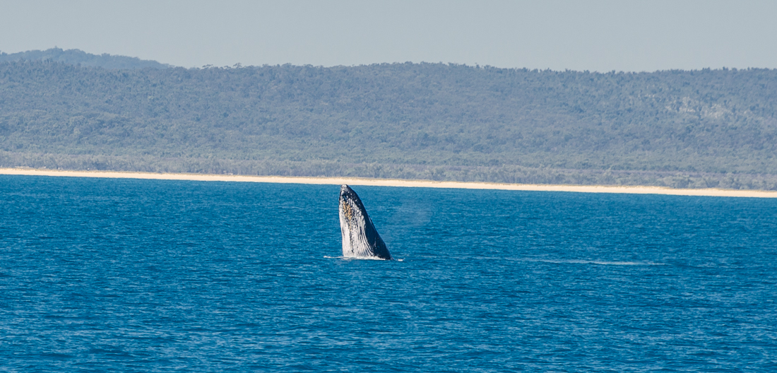 herveybayhumpbackwhaleshead.jpg