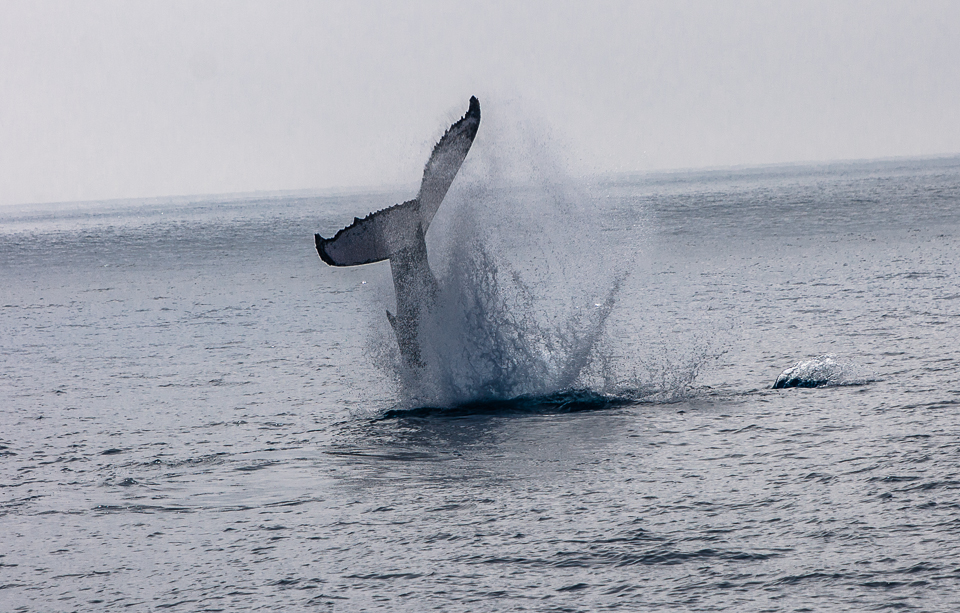 herveybayhumpbackwhalesjump.jpg