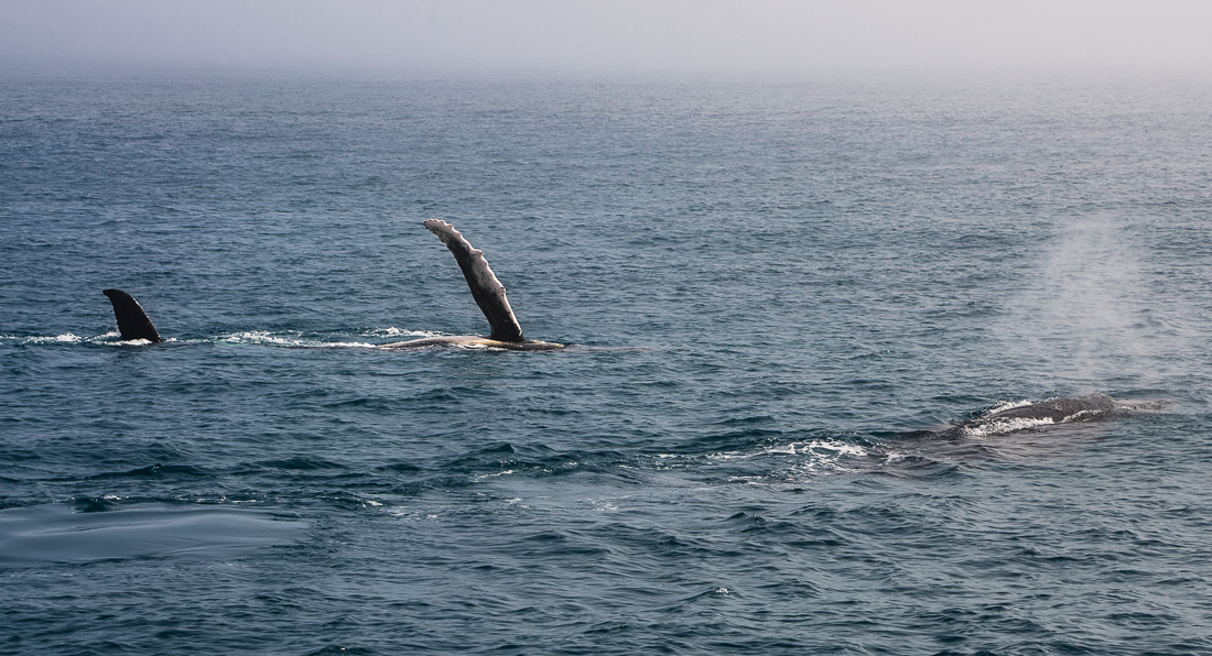 herveybayhumpbackwhaleswaving.jpg