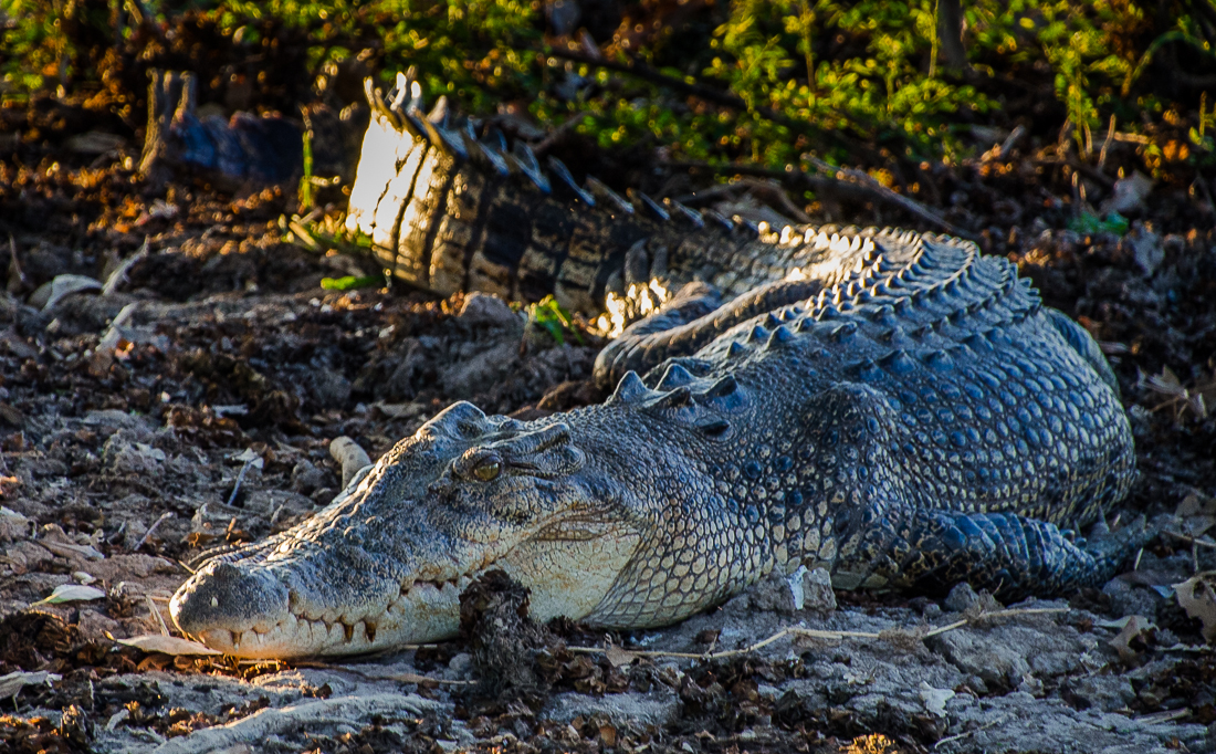 kakadunationalparkestuarinecrocodile.jpg