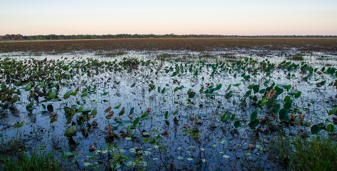 kakadunationalparkmamukalawetlands.jpg