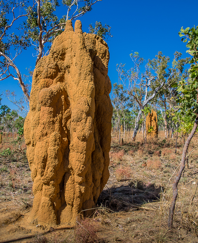 kakadunationalparktermitemounds.jpg