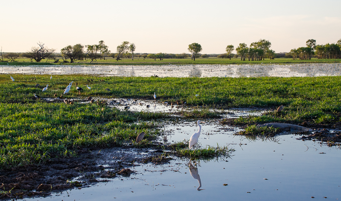 kakadunationalparkyellowriverwetlands.jpg