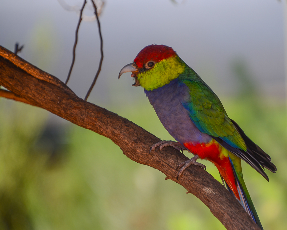 kalbarriaustralianparrots.jpg