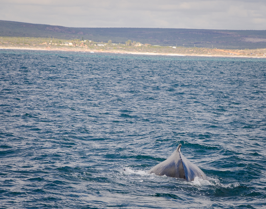 kalbarrihumpbackwhalemigration.jpg