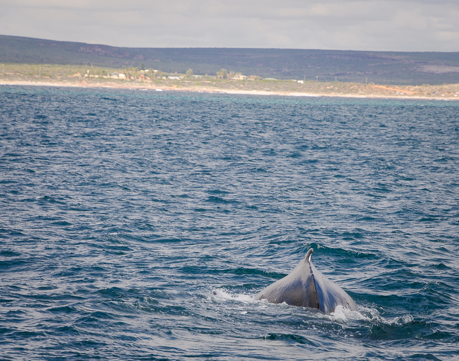 kalbarrihumpbackwhalemigration.jpg