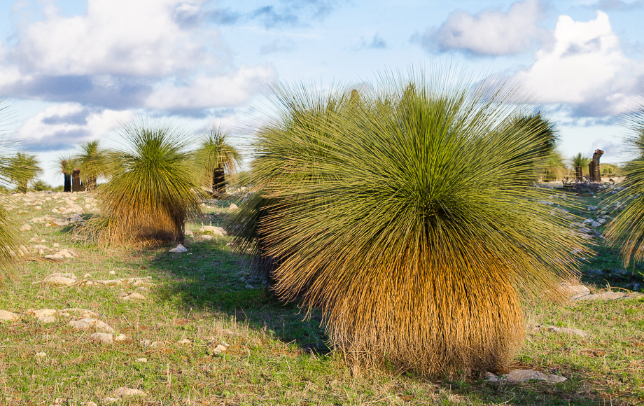 kalbarrinationalparkvegetation.jpg