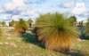 kalbarrinationalparkvegetation_small.jpg