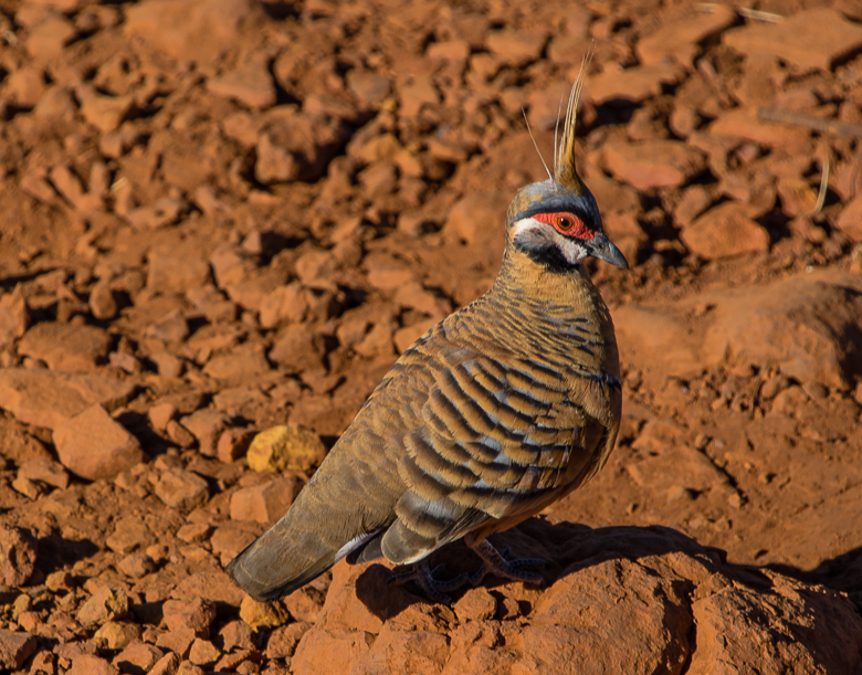 karijininationalparkspinifexpigeon.jpg