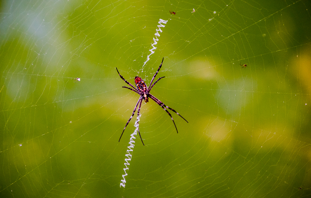 katherineriverspider.jpg