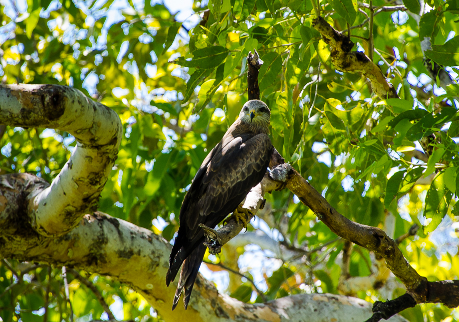 kununurrahawk.jpg