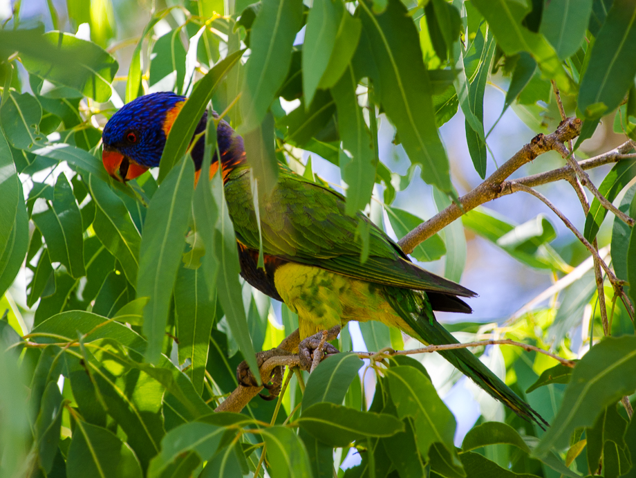 kununurrarainbowlorikeet.jpg