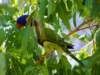 kununurrarainbowlorikeet_small.jpg