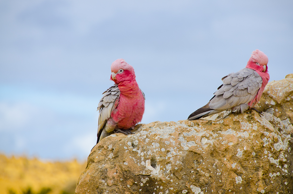 nambungnationalparkthepinnaclesdesertpinkandgreygalah.jpg