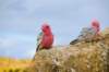 nambungnationalparkthepinnaclesdesertpinkandgreygalah_small.jpg