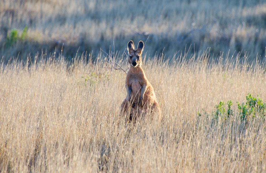 ningaloomarineparkclosetocoralbayredkangaroo.jpg