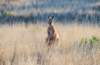 ningaloomarineparkclosetocoralbayredkangaroo_small.jpg