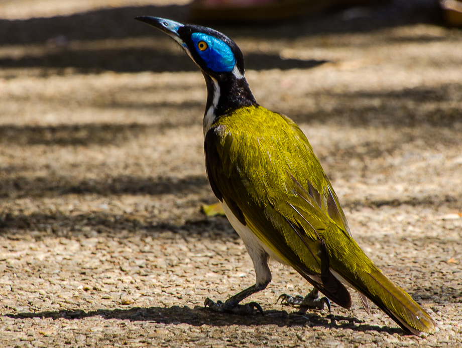 nitmiluknationalparkbird.jpg