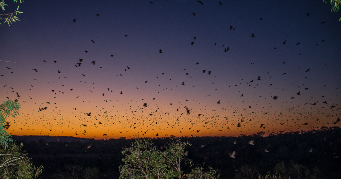 nitmiluknationalparkflyingfoxarmy.jpg