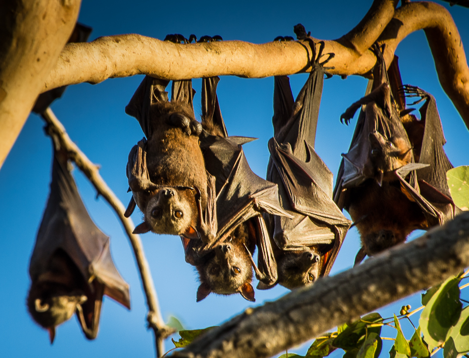 nitmiluknationalparkflyingfoxes.jpg