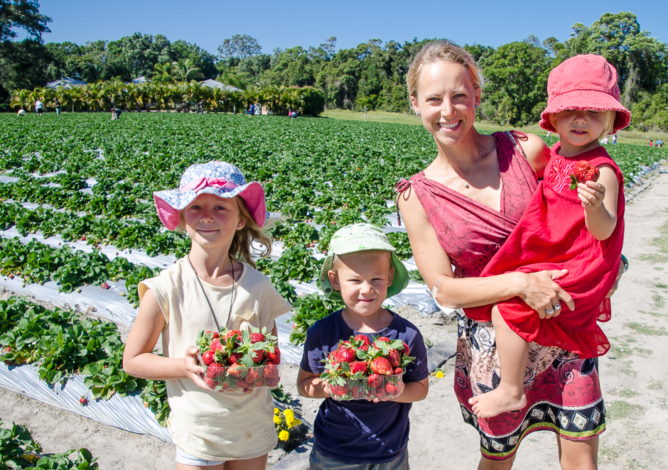 palmviewstrawberryfields.jpg