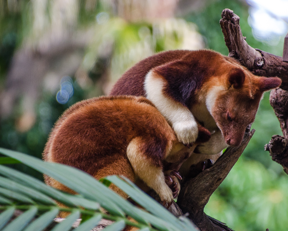 perthtreekangaroo.jpg