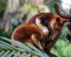 perthtreekangaroo_small.jpg