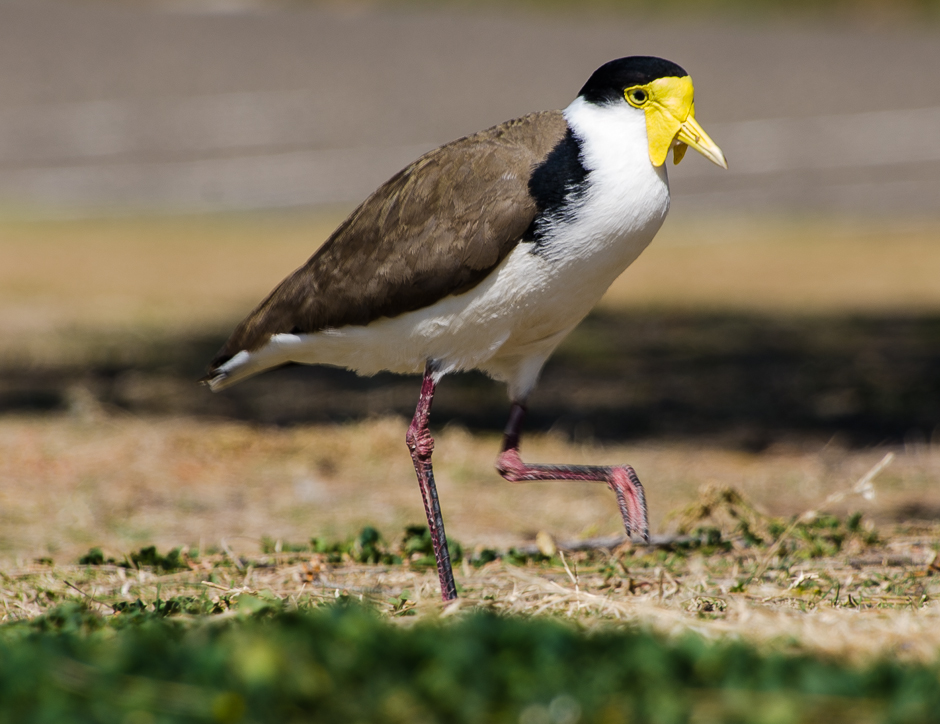 portmacquariebird.jpg