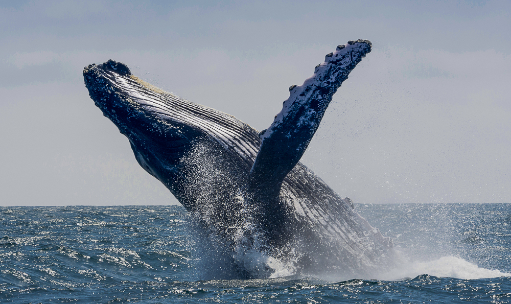 portmacquariehumpbackbreaching.jpg