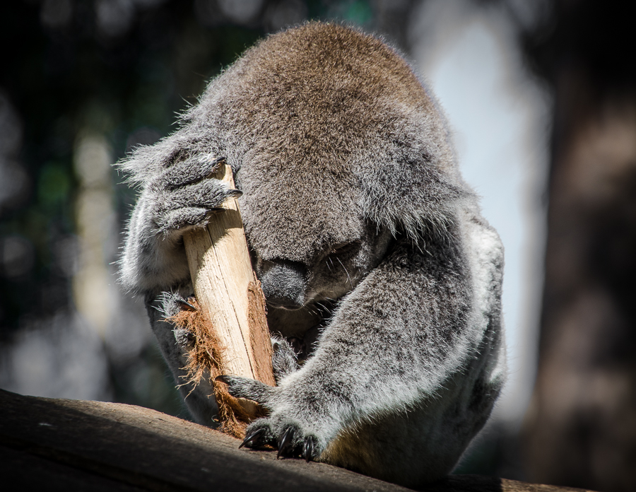 portmacquariekoalahospital.jpg