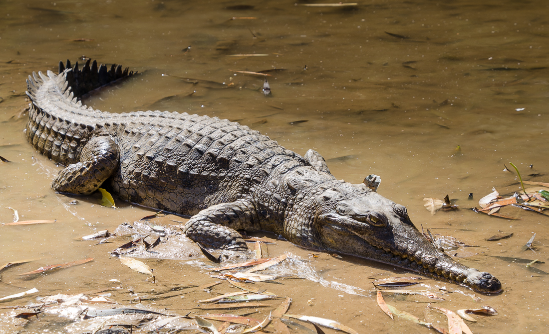 windjanagorgenationalparkfreshwatercrocodile.jpg