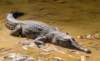 windjanagorgenationalparkfreshwatercrocodile_small.jpg