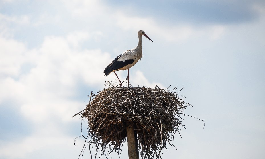 balticbirdstork.jpg