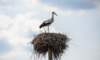 balticbirdstork_small.jpg