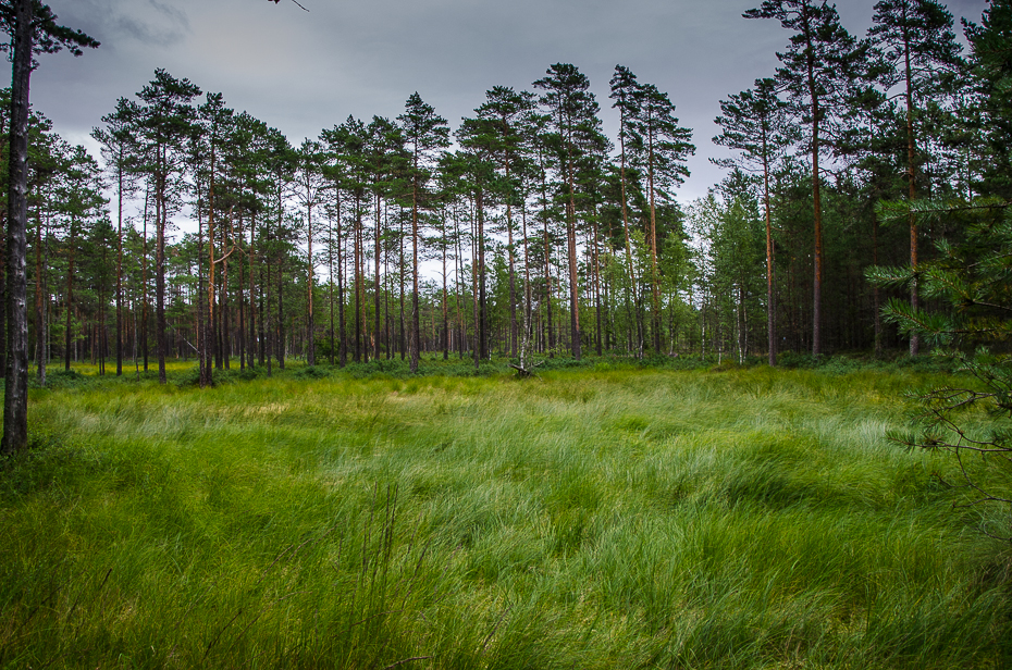 estonialahemaanationalparkscenery.jpg