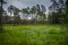 estonialahemaanationalparkscenery_small.jpg