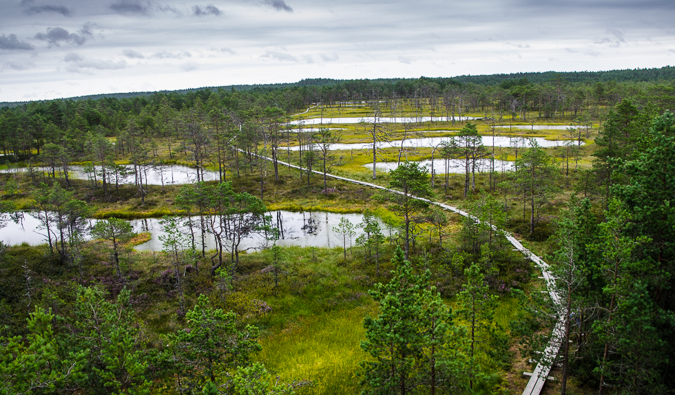 estonialahemaanationalparkvirubognaturetrail.jpg