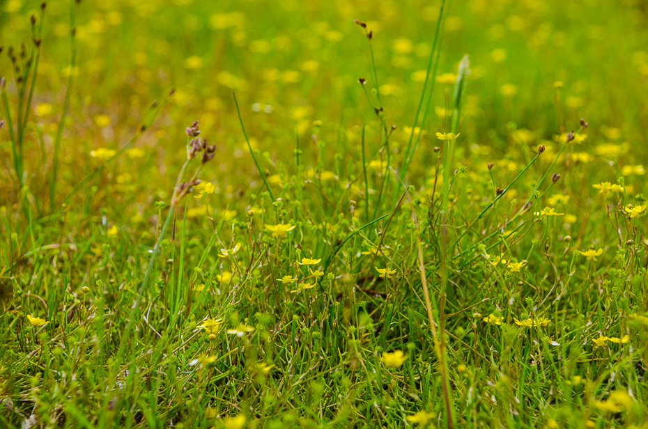 estonialakevortsjarvflowers.jpg