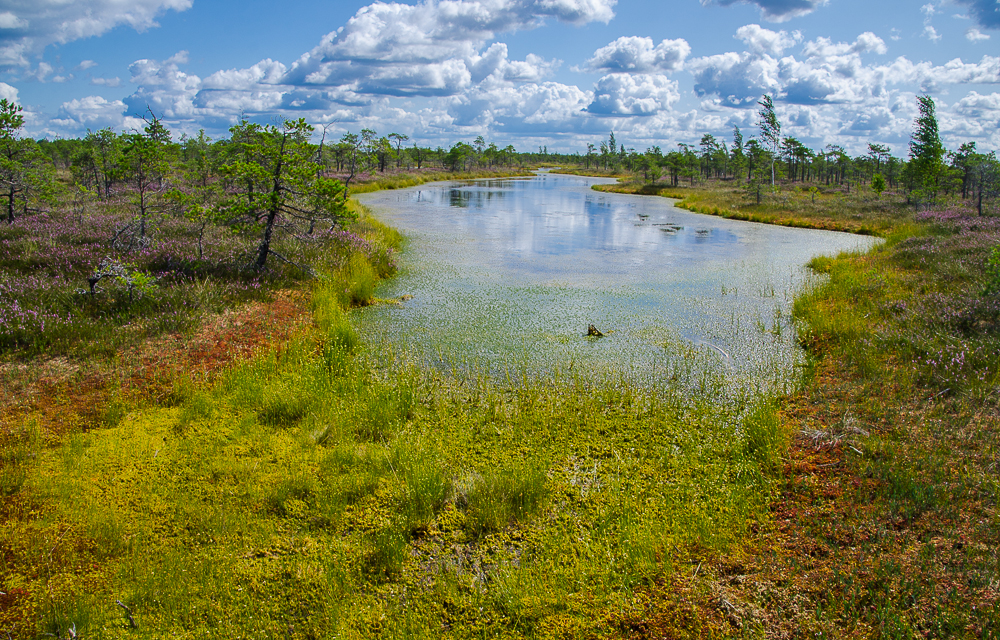 latviakemerinationalparkvegetation.jpg