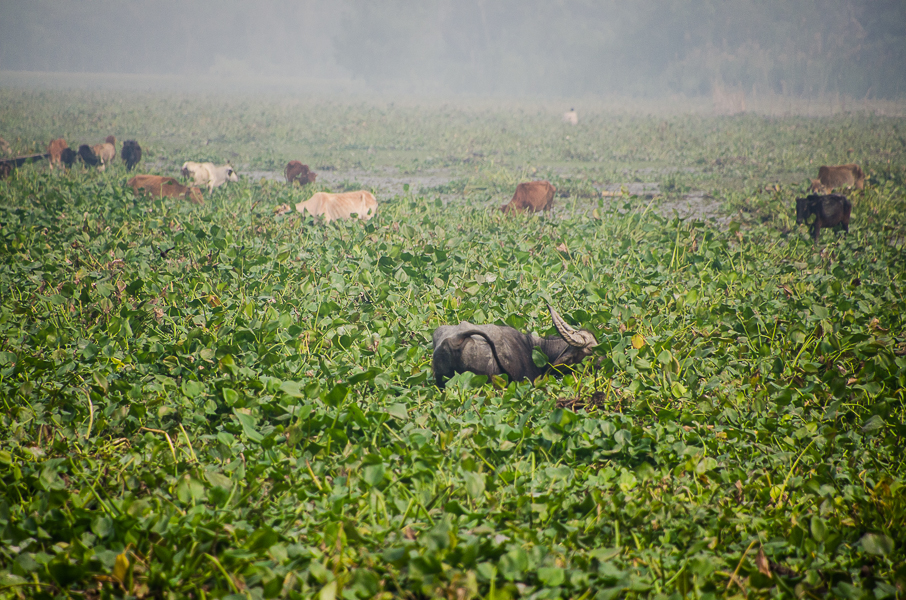 barisalgoingtobagerhat.jpg