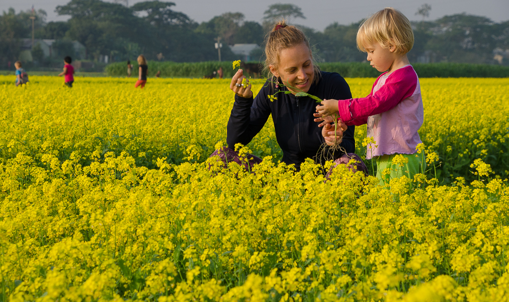 meghnariverareayellowfields.jpg