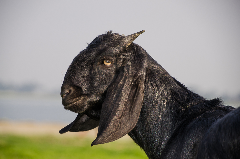 meghnariverislandgoat.jpg